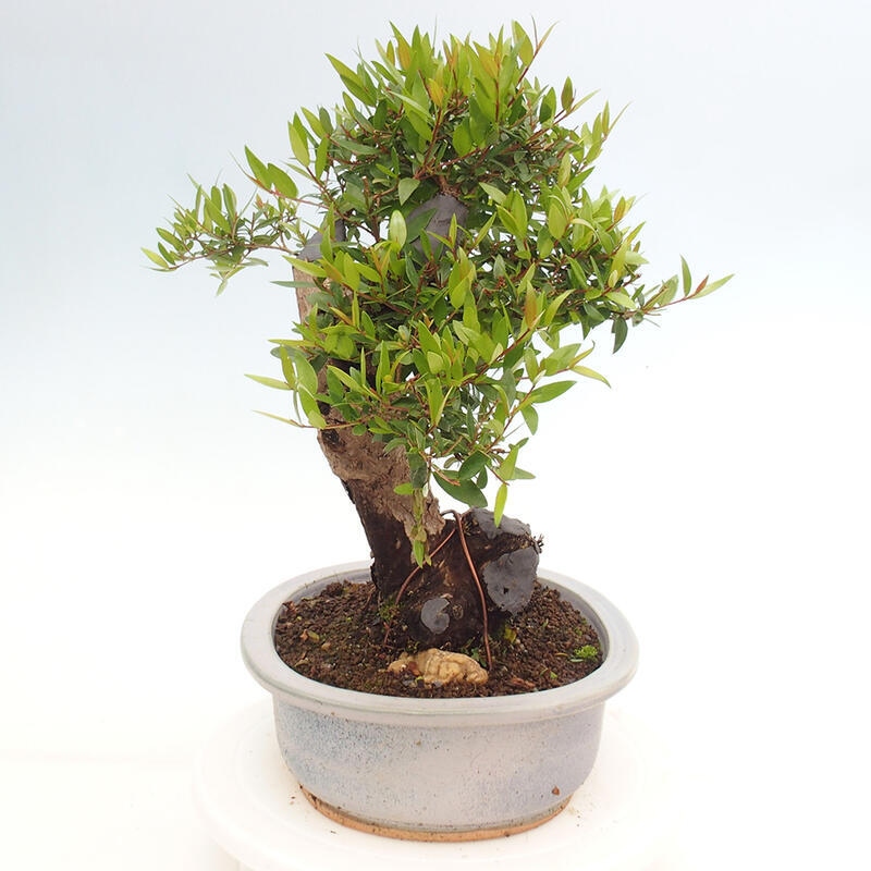 Pokojová bonsai - Myrtus communis - Myrta obecná