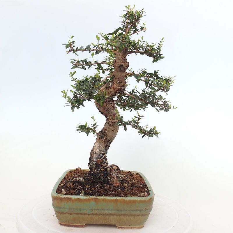 Pokojová bonsai - Myrtus communis - Myrta obecná