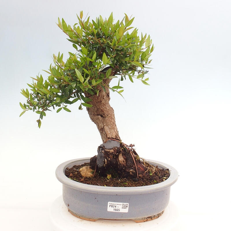Pokojová bonsai - Myrtus communis - Myrta obecná