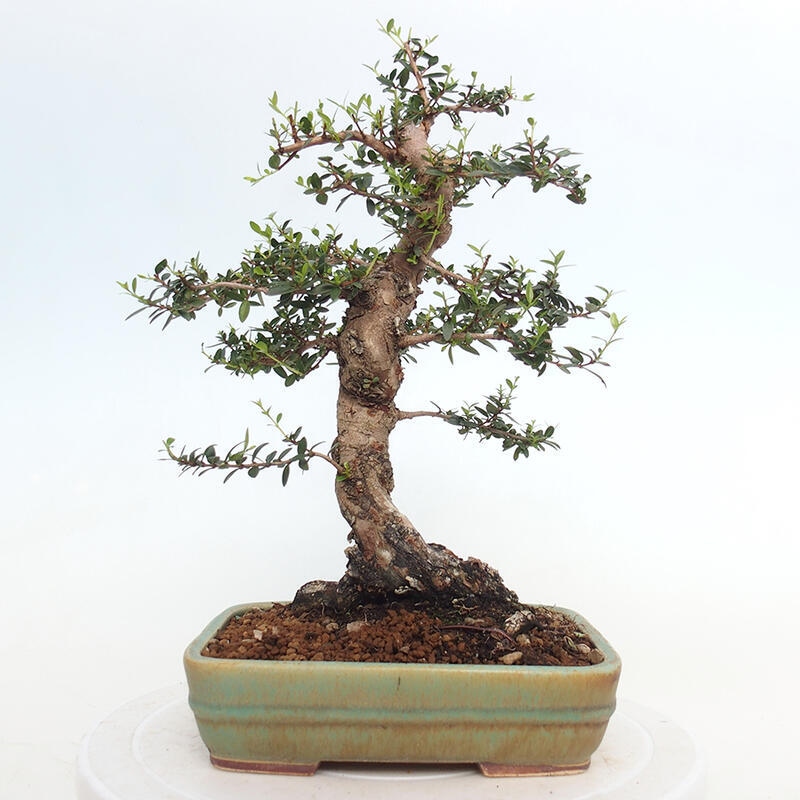 Pokojová bonsai - Myrtus communis - Myrta obecná