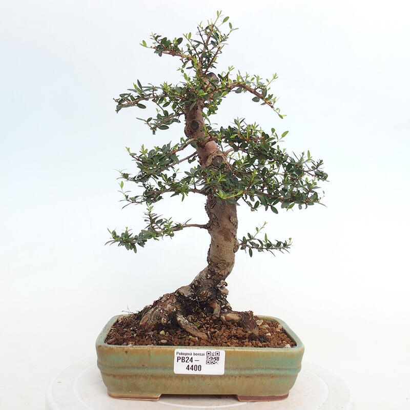 Pokojová bonsai - Myrtus communis - Myrta obecná
