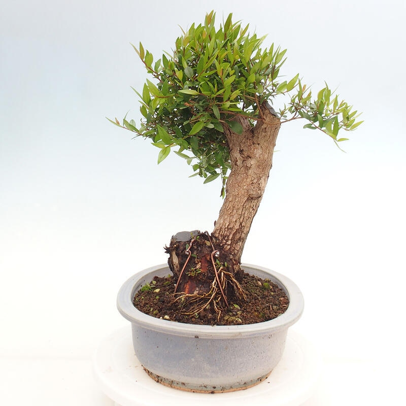 Pokojová bonsai - Myrtus communis - Myrta obecná