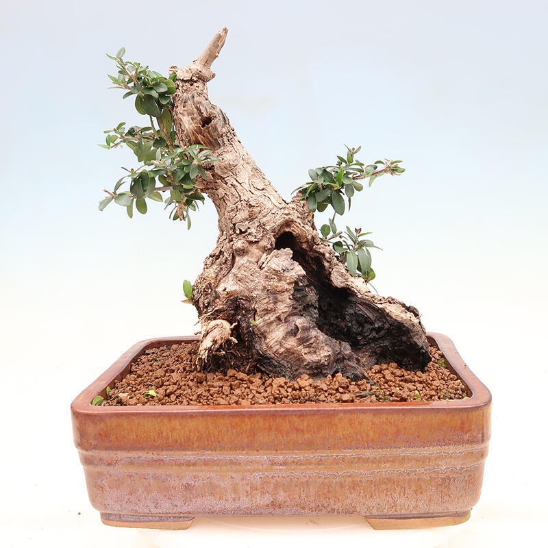 Pokojová bonsai - Olea europaea sylvestris -Oliva evropská drobnolistá