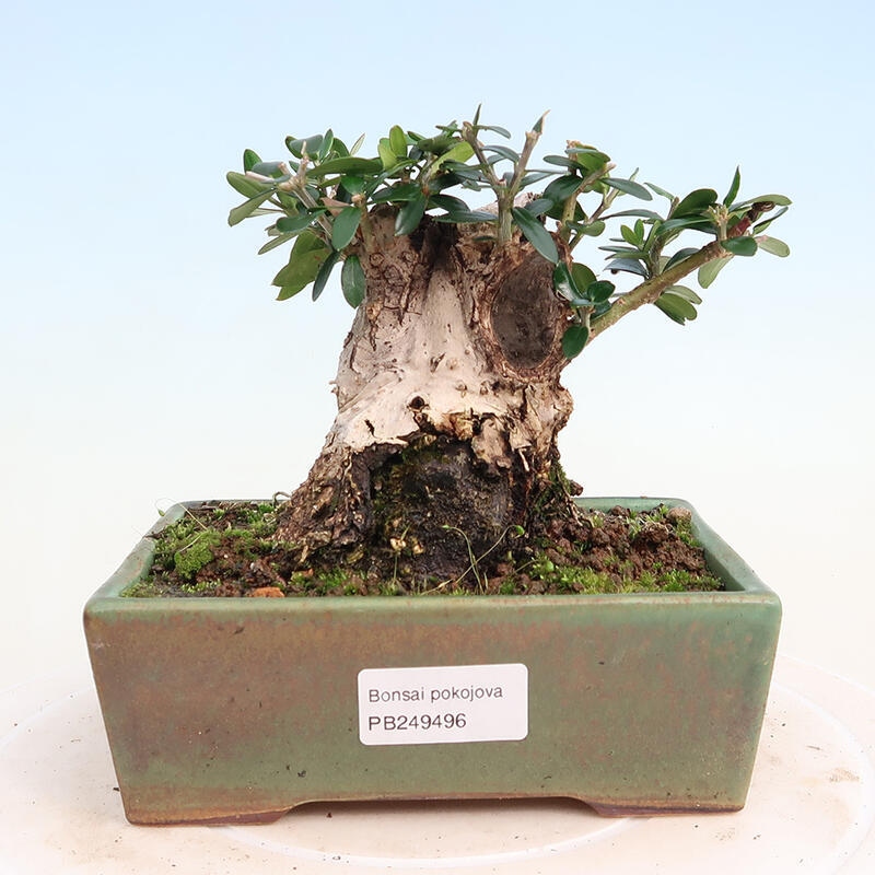 Pokojová bonsai - Olea europaea sylvestris -Oliva evropská drobnolistá