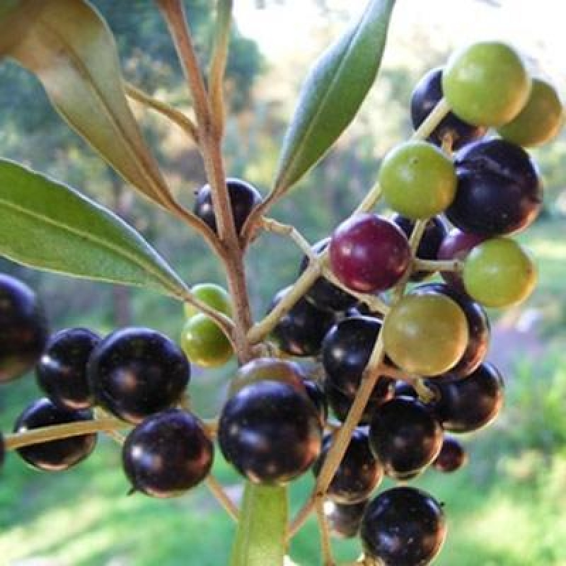 Pokojová bonsai - Olea europaea sylvestris -Oliva evropská drobnolistá