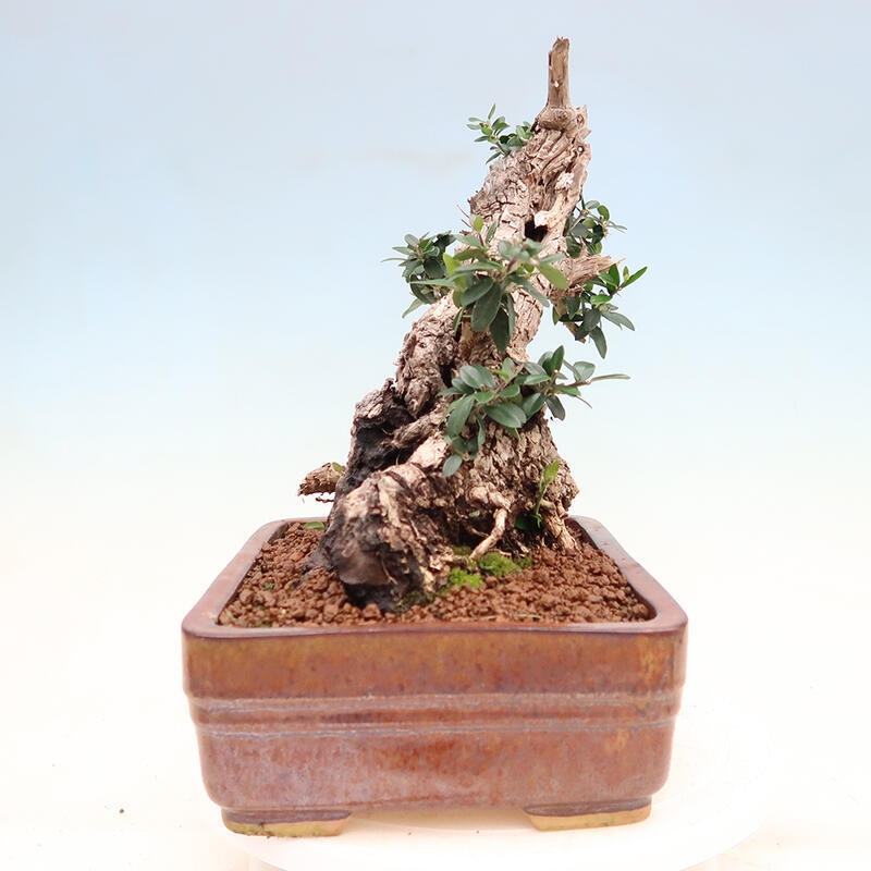 Pokojová bonsai - Olea europaea sylvestris -Oliva evropská drobnolistá
