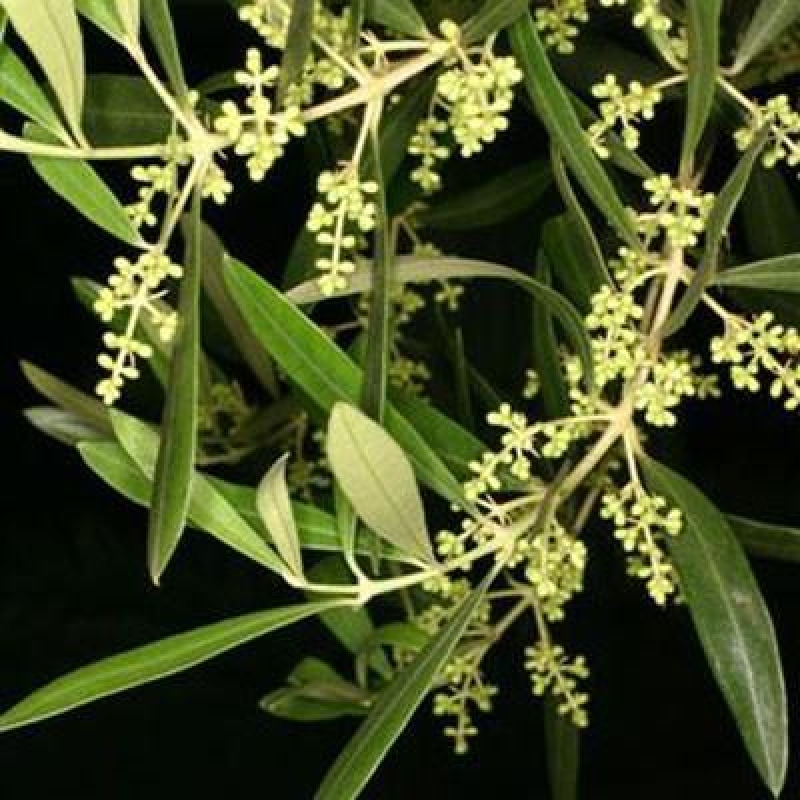 Pokojová bonsai - Olea europaea sylvestris -Oliva evropská drobnolistá