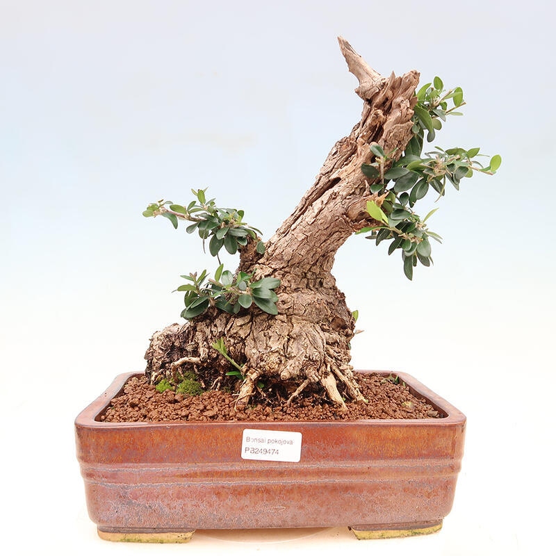 Pokojová bonsai - Olea europaea sylvestris -Oliva evropská drobnolistá