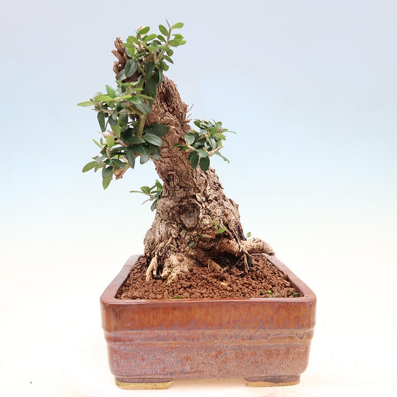 Pokojová bonsai - Olea europaea sylvestris -Oliva evropská drobnolistá