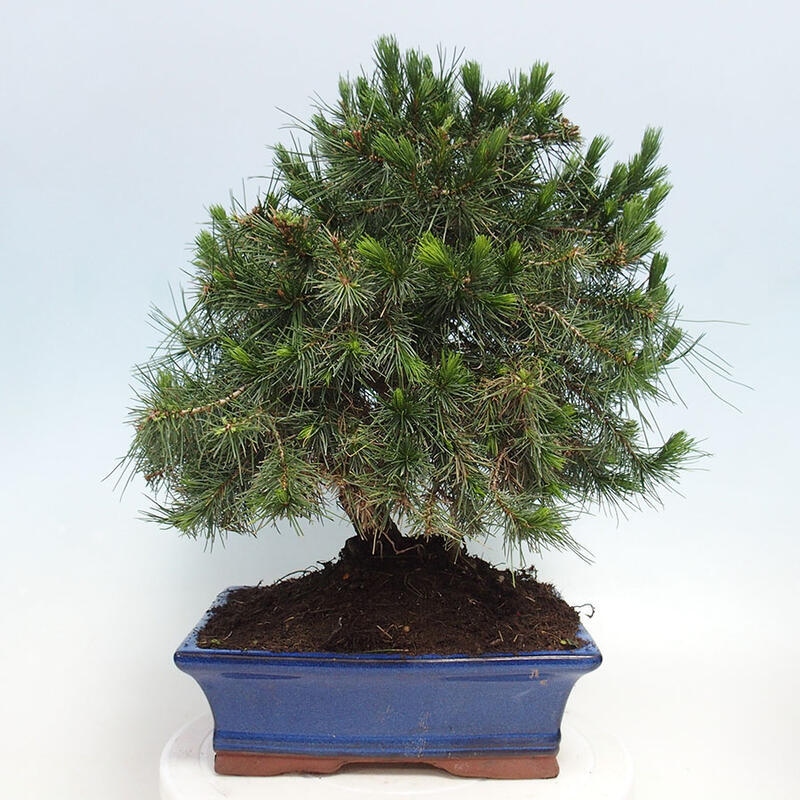 Pokojová bonsai-Pinus halepensis-Borovice alepská