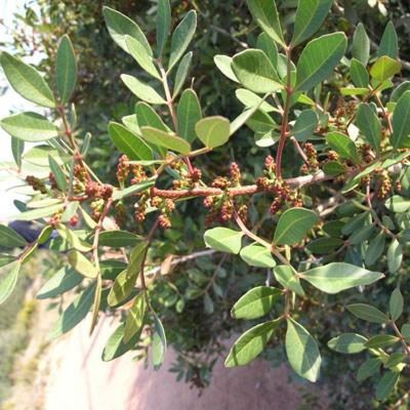 Pokojová bonsai - Pistacia Lentiscus - Pistácie
