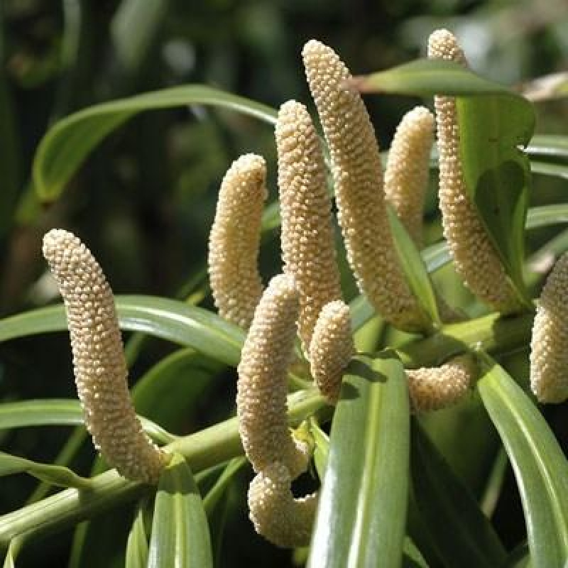 Pokojová bonsai - Podocarpus - Kamenný tis