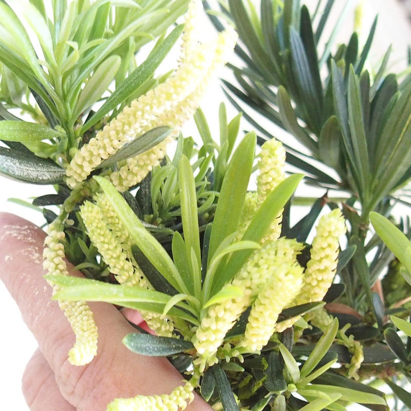 Pokojová bonsai - Podocarpus - Kamenný tis