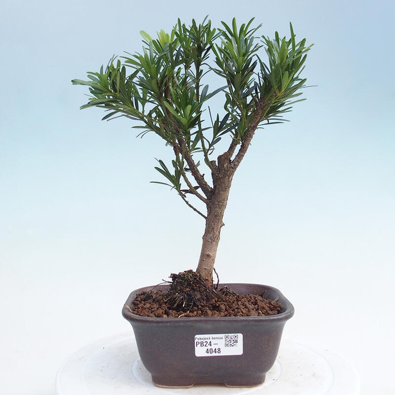 Pokojová bonsai - Podocarpus - Kamenný tis