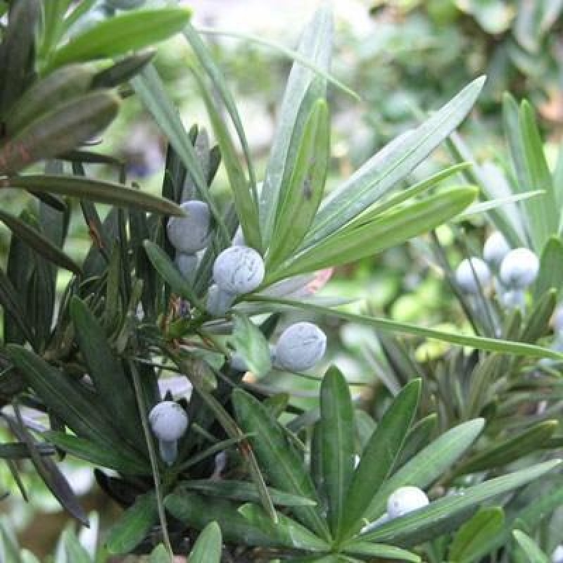 Pokojová bonsai - Podocarpus - Kamenný tis
