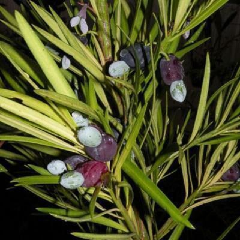 Pokojová bonsai - Podocarpus - Kamenný tis