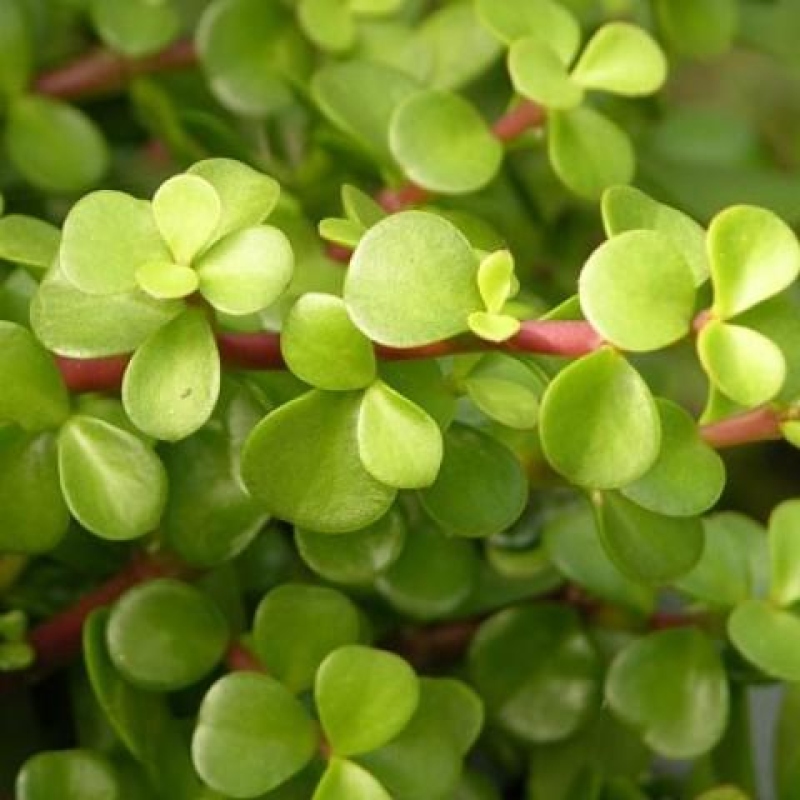 Pokojová bonsai - Portulakaria Afra - Tlustice