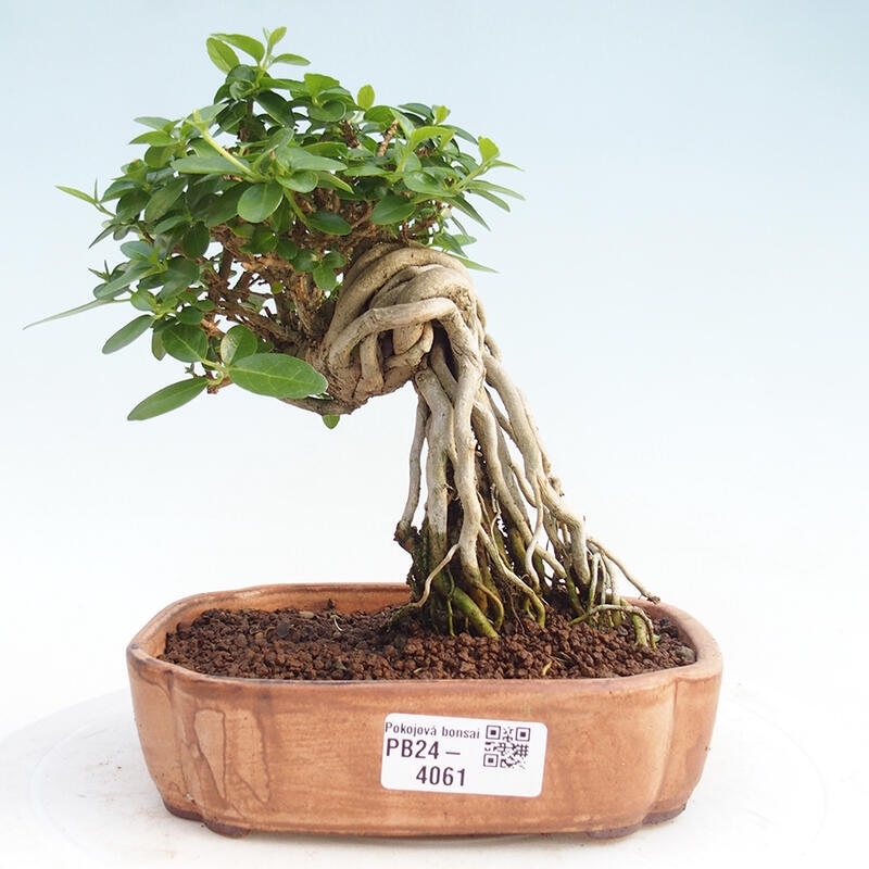 Pokojová bonsai - Premna serratifolia  - Kozlovoň malolistá