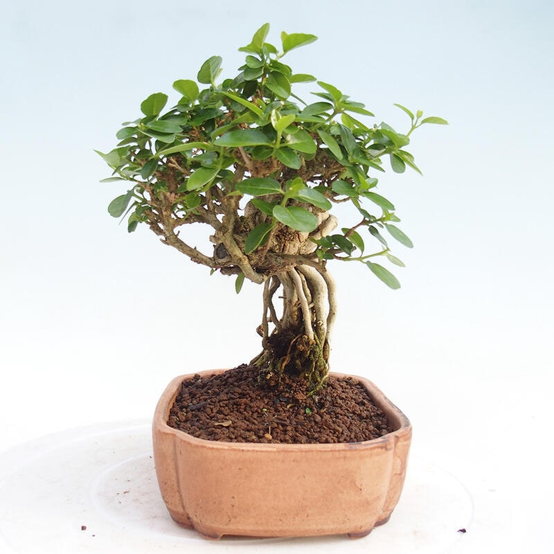 Pokojová bonsai - Premna serratifolia  - Kozlovoň malolistá
