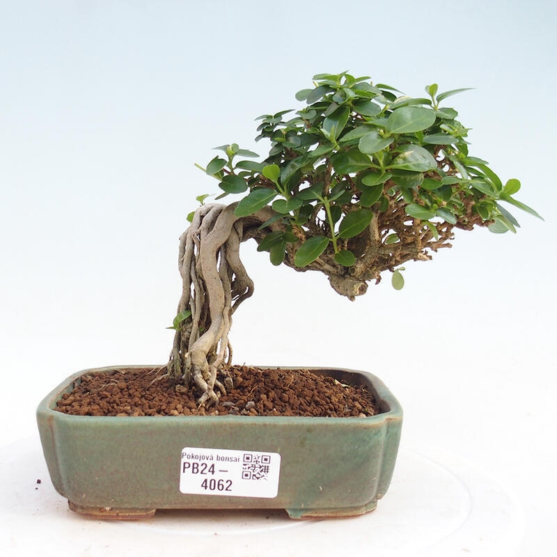 Pokojová bonsai - Premna serratifolia  - Kozlovoň malolistá
