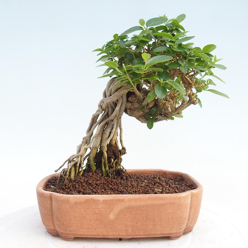 Pokojová bonsai - Premna serratifolia  - Kozlovoň malolistá