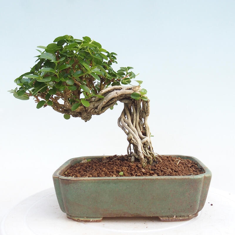Pokojová bonsai - Premna serratifolia  - Kozlovoň malolistá