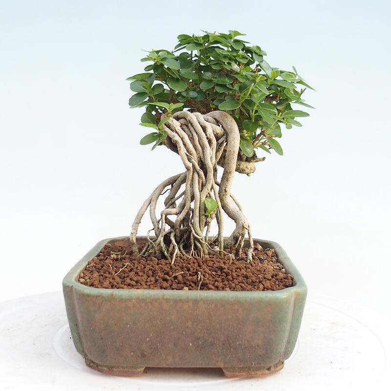 Pokojová bonsai - Premna serratifolia  - Kozlovoň malolistá