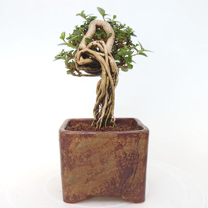 Pokojová bonsai - Premna serratifolia  - Kozlovoň malolistá