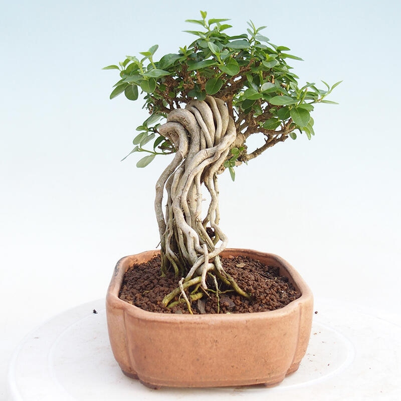 Pokojová bonsai - Premna serratifolia  - Kozlovoň malolistá