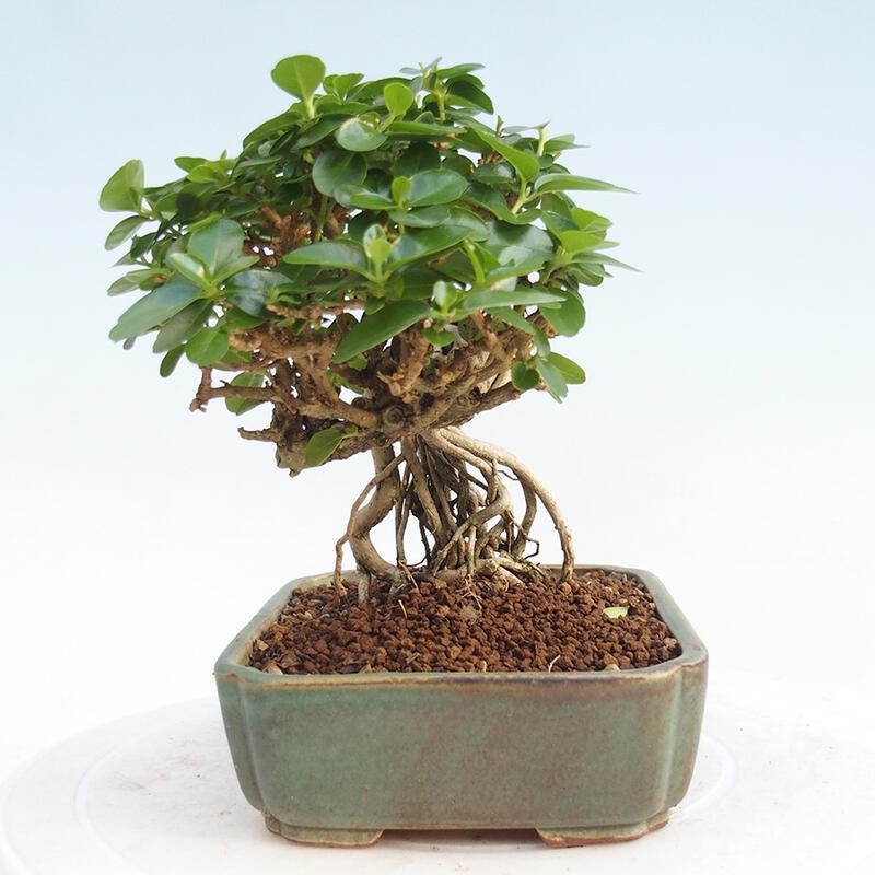 Pokojová bonsai - Premna serratifolia  - Kozlovoň malolistá