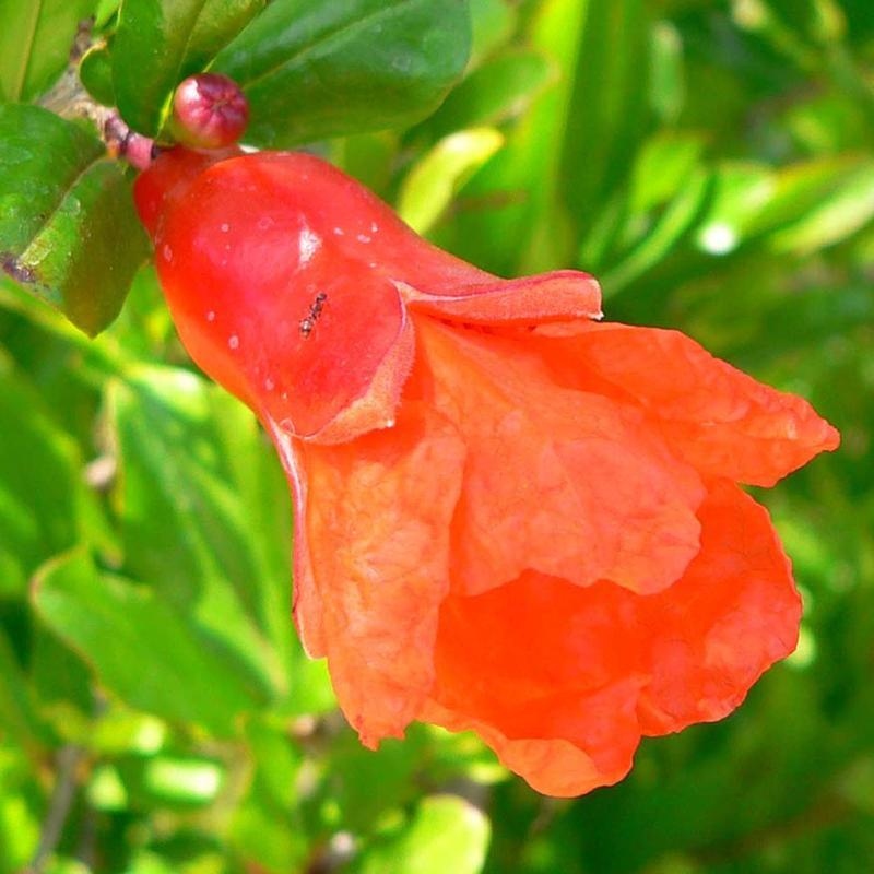 Pokojová bonsai-PUNICA granatum nana-Granátové jablko