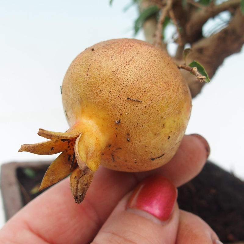 Pokojová bonsai-PUNICA granatum -Granátové jablko