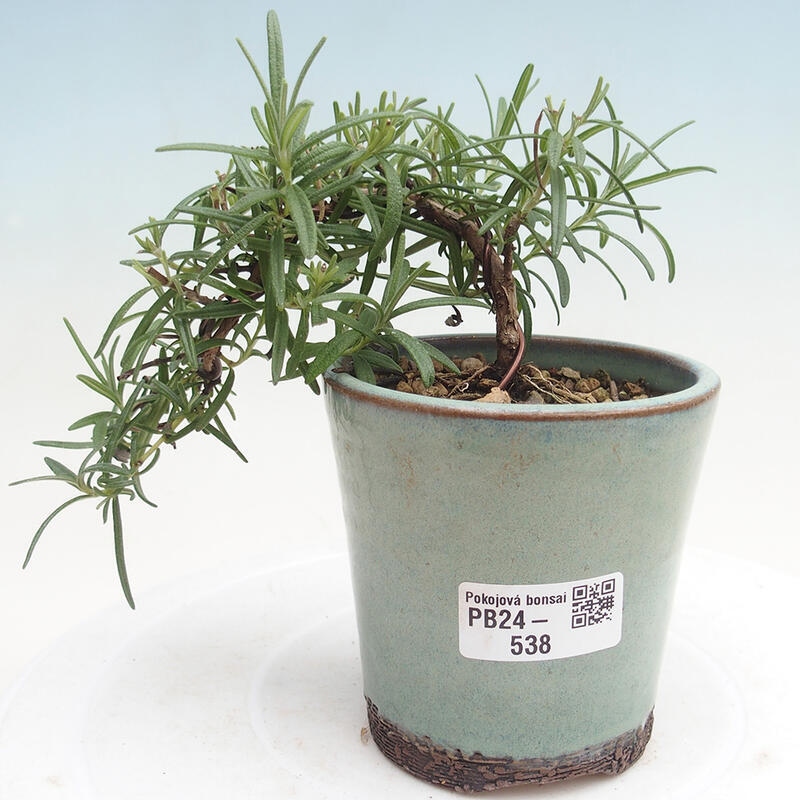 Pokojová bonsai - Rozmarýn lékařský-Rosmarinus officinalis