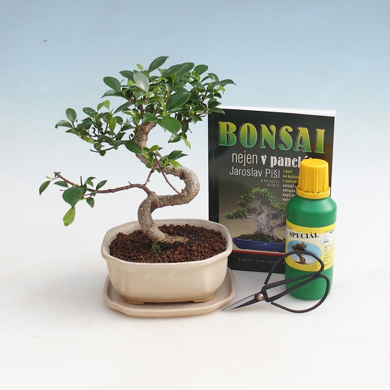 Pokojová bonsai sada