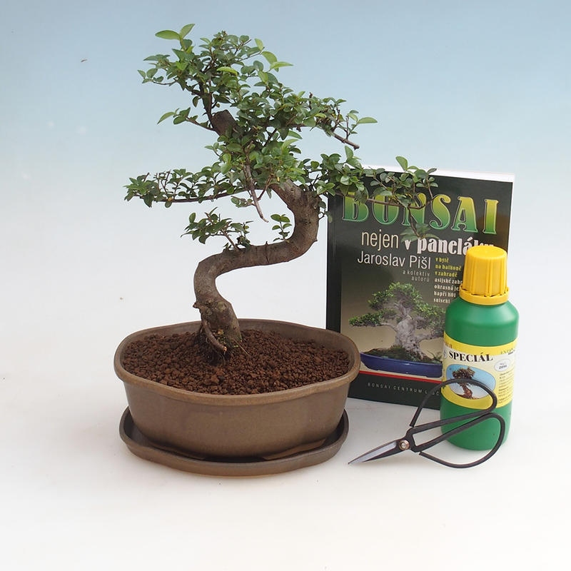 Pokojová bonsai sada