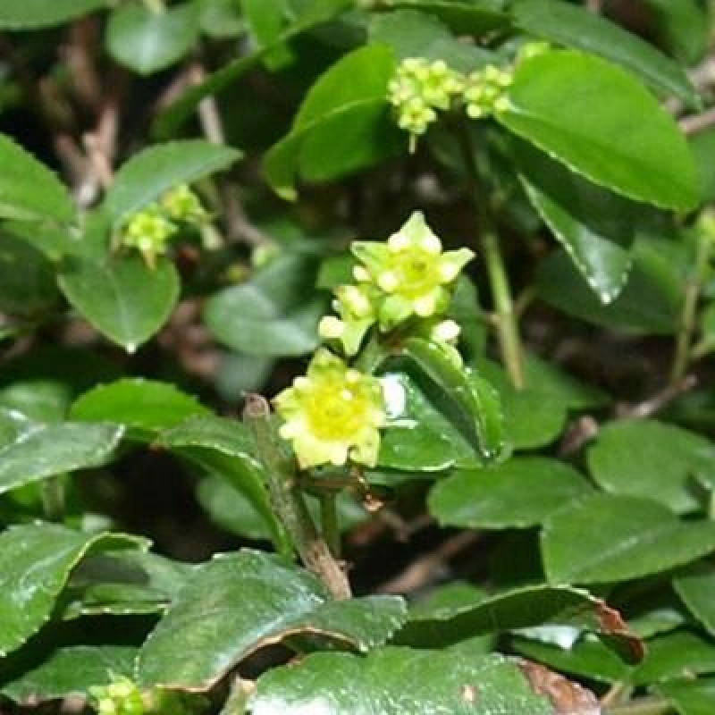 Kokedama s podmiskou - Sagerécie thea - Sagerécie thea