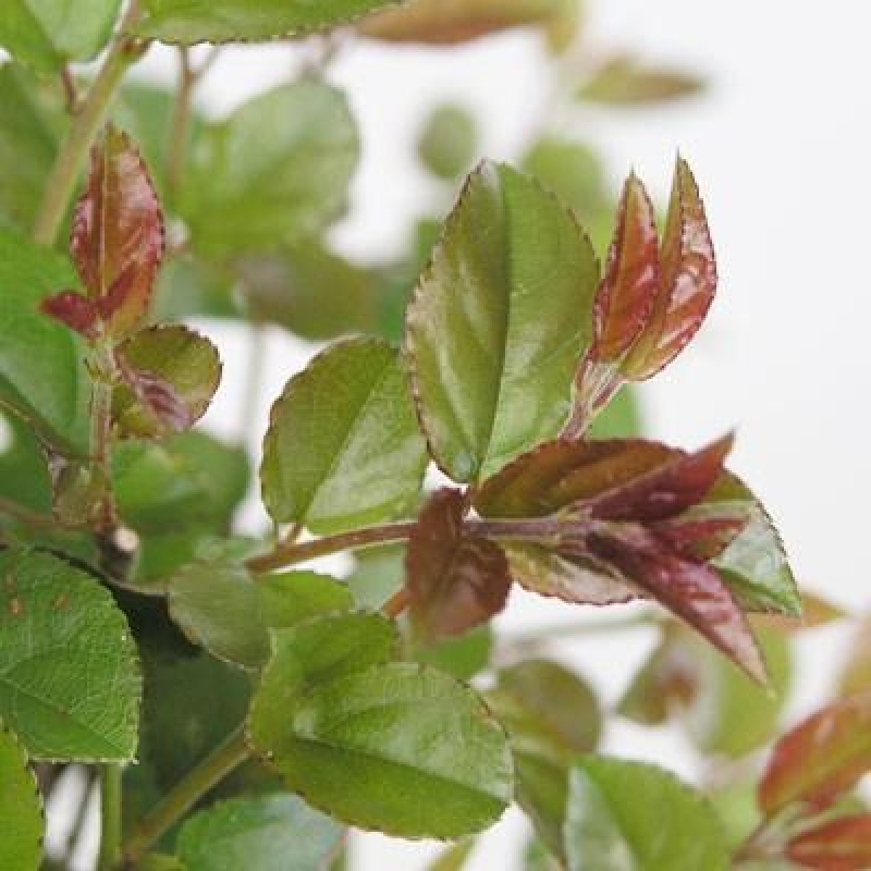 Kokedama s podmiskou - Sagerécie thea - Sagerécie thea