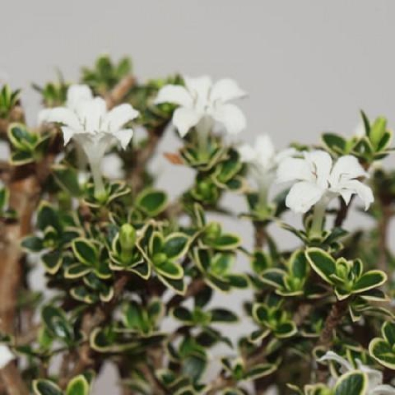 Pokojová bonsai - Serissa foetida Variegata - Strom tisíce hvězd