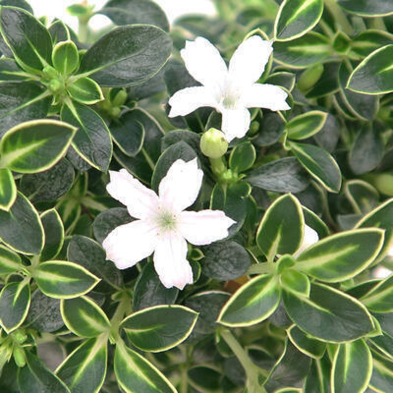 Pokojová bonsai - Serissa foetida Variegata - Strom tisíce hvězd