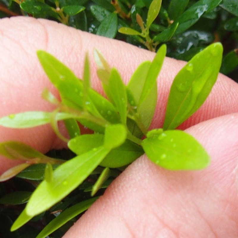 Pokojová bonsai - Syzygium - Pimentovník