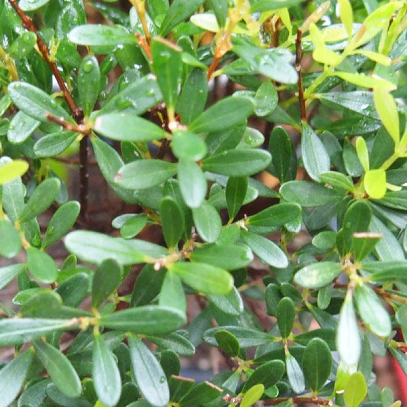 Pokojová bonsai - Syzygium - Pimentovník