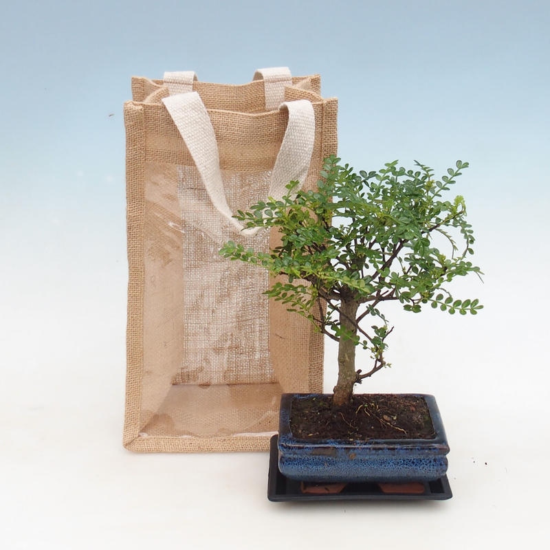 Pokojová bonsai v dárkové tašce - JUTA Zantoxylum piperitum - Pepřovník 