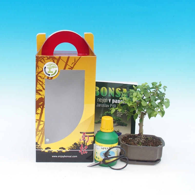 Pokojová bonsai v dárkové krabičce Ligustrum chinensiss - Stále zelený ptačí zob 