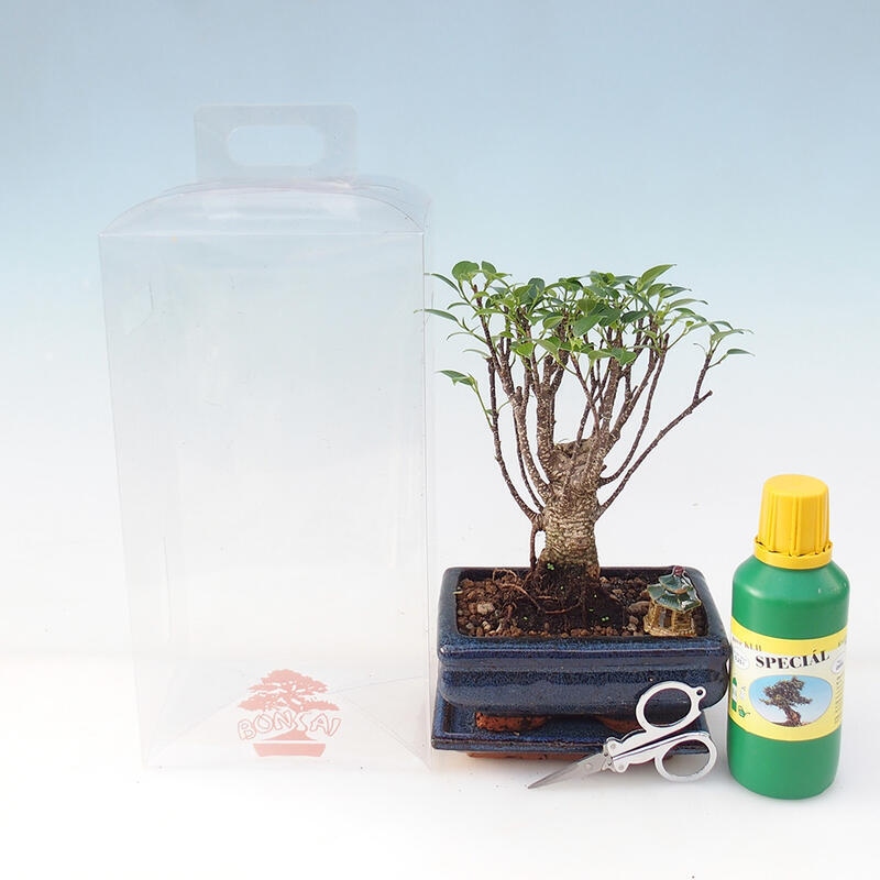 Pokojová bonsai v dárkové krabičce -  Fíkus malolistý - Ficus retusa