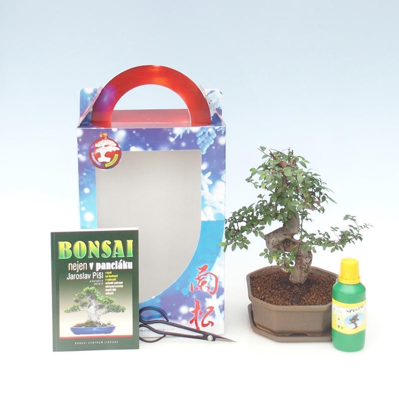 Pokojová bonsai v dárkové krabičce Ulmus parvifolia - Jilm čínský