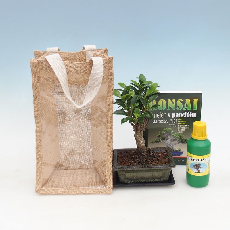 Pokojová bonsai v dárkové tašce - JUTA Fíkusy-Ficus retusa