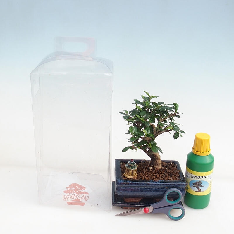 Pokojová bonsai v dárkové krabičce pro kluky -  Čaj- fuki - Carmona microphylla