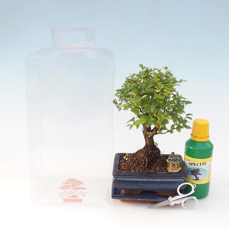Pokojová bonsai v dárkové krabičce - Sagerecie čajová - Sageretia thea