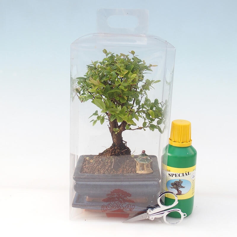 Pokojová bonsai v dárkové krabičce - Sagerecie čajová - Sageretia thea