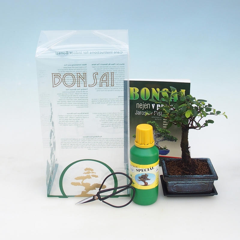 Pokojová bonsai v dárkové krabičce Ulmus parvifolia - Jilm čínský